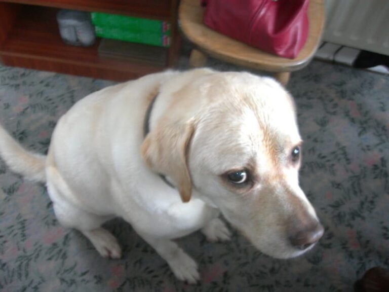 10 Reasons Why Your Dog Stares at You viralarticle