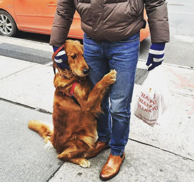 This Golden Retriever Spends About 2 Hours Each Day Hugging People She ...